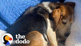 Couple Drives Hours To Rescue Senior Beagle Given Away On Facebook  | The Dodo