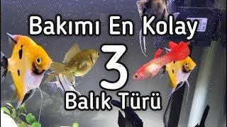 Bakımı Kolay Balıklar (YENİ BAŞLAYANLAR İÇİN)