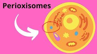 Peroxisomes Structure and Function