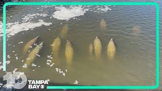 Manatees begin to migrate to warmer water