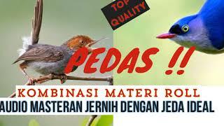 MASTERAN burung Fighter_Bagus sekali !! TOP NEWS #masteran #masteranburung #masterangacor