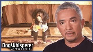 Owner's Consider Putting Down Possessive Poodle | Dog Whisperer With Cesar Millan