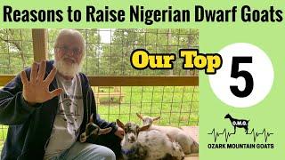 Nigerian Dwarf Goats:  Top Five Reasons to Raise