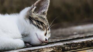 [NO Middle ADS]10 HOURS of Relaxing Music for Cats:: Healing/ Sleep Music/Going Out Music