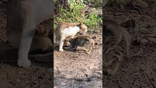 Mother cat Feeding her cutest tribe kittens