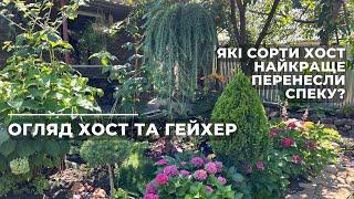 Огляд хост та гейхер. Які сорти хост найкраще перенесли спеку?