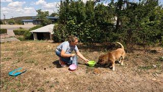 Stray Begging Dog is So Happy When this Woman Stopped for him