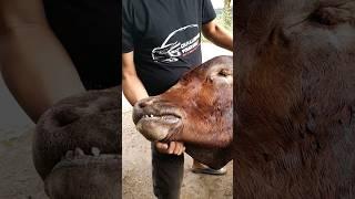 kepala sapi kurban jumbo #shorts #short #shortsvideo