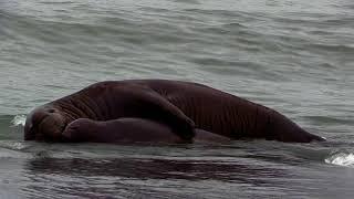 Elephant Seal & his Calf