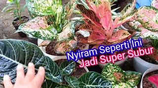 Tips Menyiram Aglaonema Yang Benar