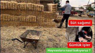 Günlük hayvan bakımı / Süt sağımı nasıl yapılır ? / Meme temizliği ! / Ne kadar yem veriyoruz?