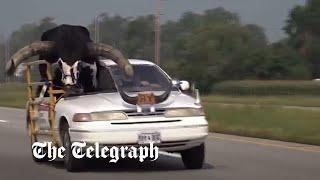 Howdy Doody: Police pull over man carrying enormous bull in his car