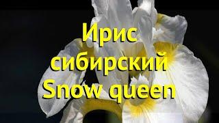 Ирис сибирский Сноу квин. Краткий обзор, описание характеристик iris sibirica Snow queen