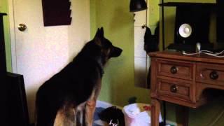 Funny German Shepherd Looks Into Mirror