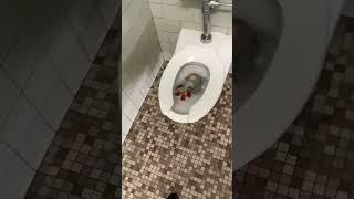 Throwing dirty saitama doll in the school toilet