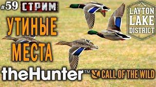 theHunter Call of the Wild #59 СТРИМ  - Утиные Места - Ружьё - Утка Кряква