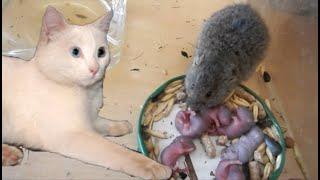 Кошка принесла котятам крысу, а та родила крысят