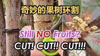 How to Quickly Get Your Fruit Tree to Bloom and Set Fruits | How to Girdle Loquat Tree (果树环割促花保果)