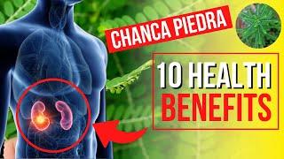 10 Benepisyo Ng Sampa sampalukan o Chanca Piedra I Sampa sampalukan Herbal Benefits