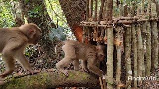 hunting trap monkey ชีวีดของชายป่า