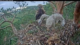 Гнездо солнечных орлов Алтына и Новы/Eastern imperial eagles Altyn&Nova  26.06.2024 15:56