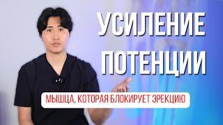 Усиление потенции. Эта мышца блокирует эрекцию. Освобождаем половой нерв.