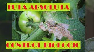 Biological control of TUTA ABSOLUTA - Tomato moth