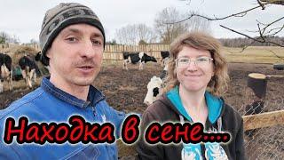 Удивительная находка в сене // День навозника // Коровки // Семья Лях