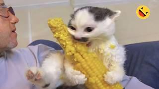 Funniest Animals  - Best Of The Week Funny Dogs And Cats Videos  E02