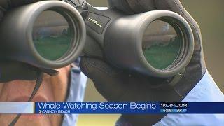 Winter whale watching season kicked off Sunday