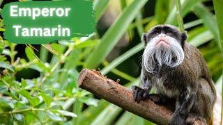 Emperor Tamarins - Mustached Primates