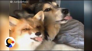 Rescued Fox Loves Her Dog | Best Animal Videos: The Dodo Daily