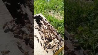 Clipper une reine en apiculture les avantages 