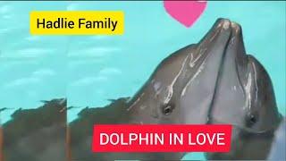 #Shorts DOLPHIN IN LOVE (2019) - Hadlie Family