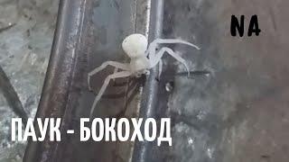 Паук -  бокоход или паук краб (лат. Thomisidae)