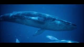 This stunning footage of underwater whale movements will leave you breathless!