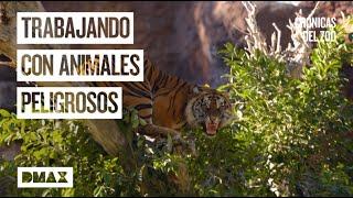 Así es trabajar de cerca con animales extremadamente peligrosos  | Crónicas del zoo