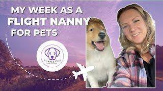 My Week as a FLIGHT NANNY for puppies and kittens | Minneapolis | Sacramento | Cincinnati