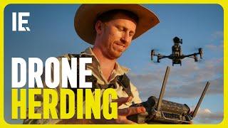 Is Drone Herding Really Viable in Cattle Farming?