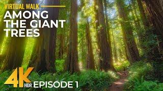 4K HDR Walk Among Giant Redwoods - Hike on Cal Barrel Road, California + Real Nature Sounds - #1