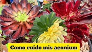 #aeonium cuidados básicos sobre ellas‍ todo lo que debes saber sobre ellas