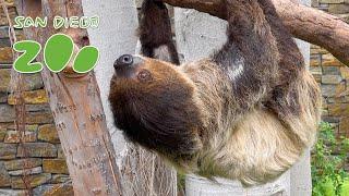 Top 10 Slow Facts About Two-Toed Sloths