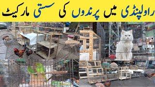 Birds Market in Rawalpindi | Pets Market |  Vlog in Rawalpindi