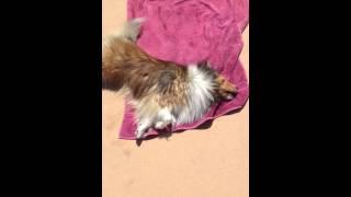 5/27/13 Lexi at the pool