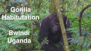 Gorilla Habituation - Everything you need to know