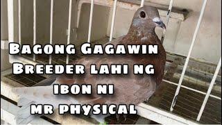 BAGONG GAGAWING BREEDER LAHI NG IBON NI MR. PHYSICAL |Reggie Cruz Loft & Aviary #reggiecruzloft