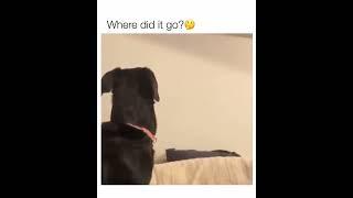 He was like throw once  The Doggy Diaries ️ #trending #ytshorts