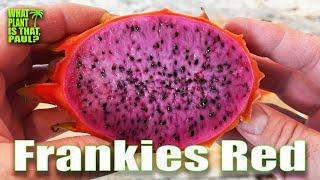 FRANKIES RED DRAGON FRUIT TASTE and REVIEW