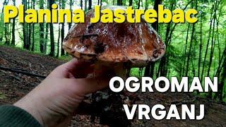 OGROMAN VRGANJ! 2024 Boletus edulis PLANINA JASTREBAC..u epizodi "Velisa".