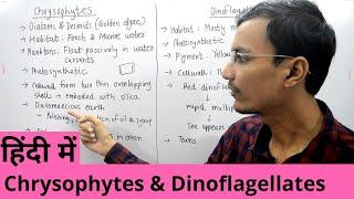 Kingdom Protista | Chrysophytes and Dinoflagellates in Hindi